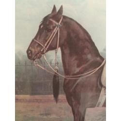 Paard Woyko, uit de platenatlas (herdruk) van Otto Eerelman