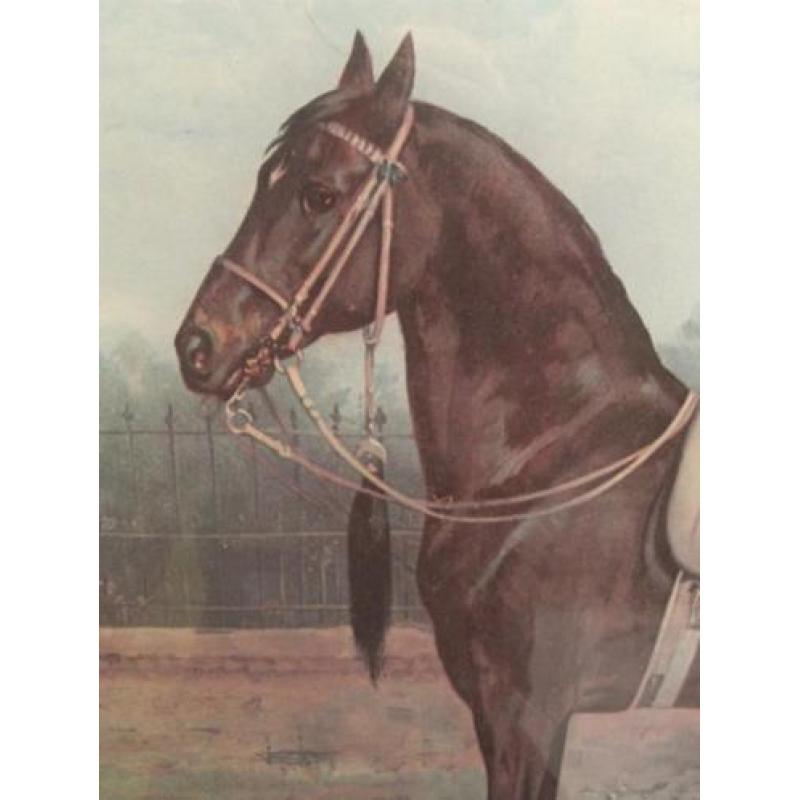 Paard Woyko, uit de platenatlas (herdruk) van Otto Eerelman