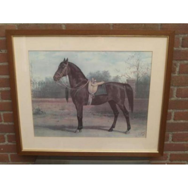 Paard Woyko, uit de platenatlas (herdruk) van Otto Eerelman