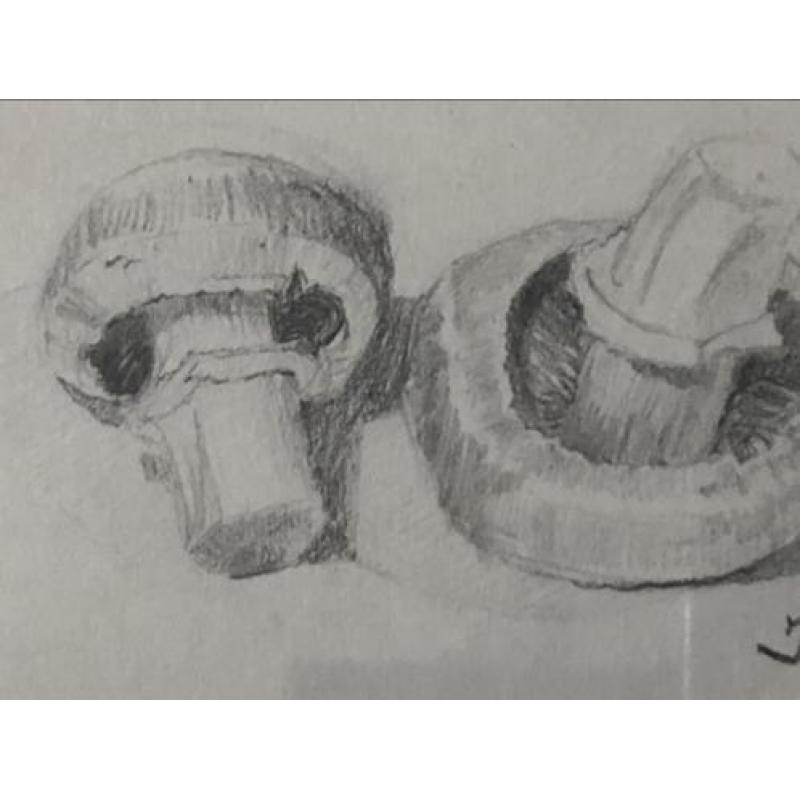 Fraaie potloodtekening van 2 champignons