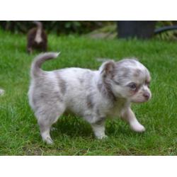 Chihuahua pups