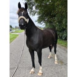 4 jarige zwarte tuigpaard merrie