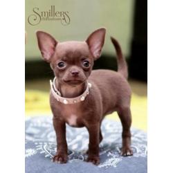 Heel Mooie Chocolate Chihuahua Princess