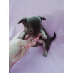 Langhaar en korthaar chihuahua pups