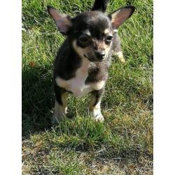 Chihuahua