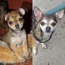 Chihuahua gesteriliseerd teefje van 7 jr