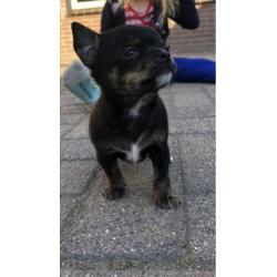 Chihuahua pup