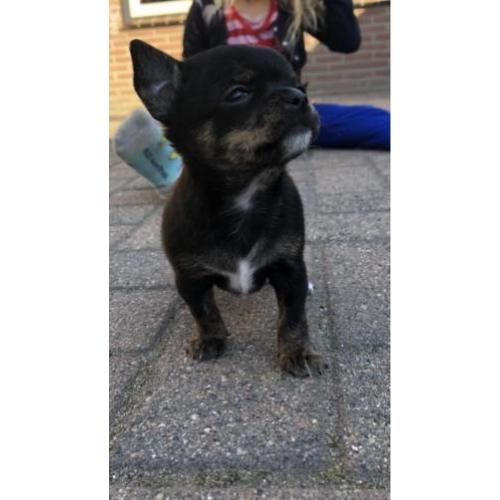 Chihuahua pup