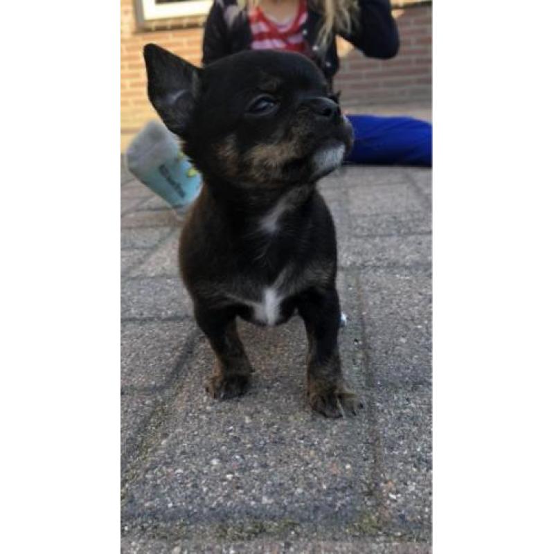Chihuahua pup