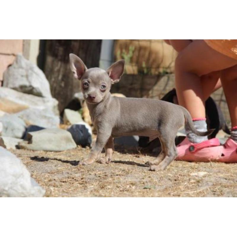 chihuahua puppies