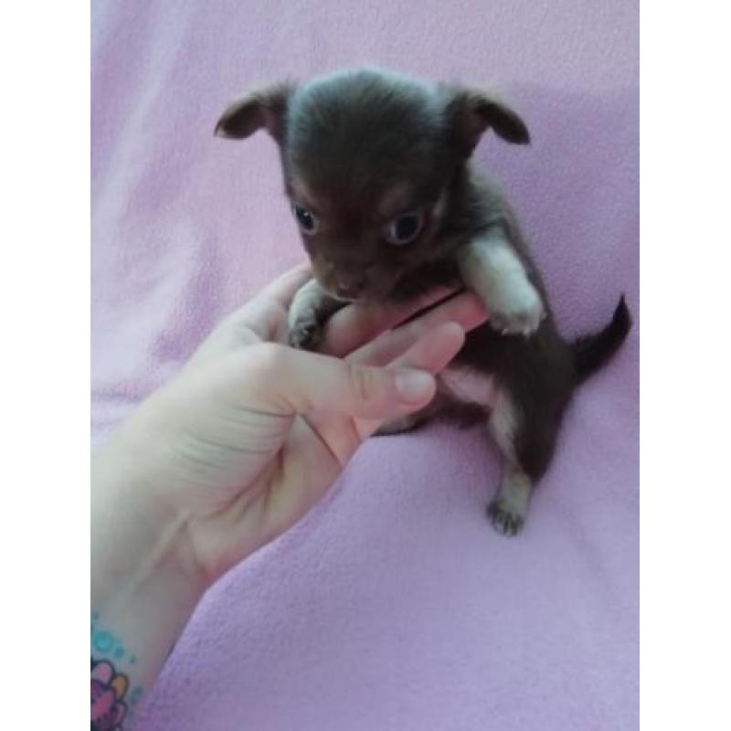 Langhaar en korthaar chihuahua pups