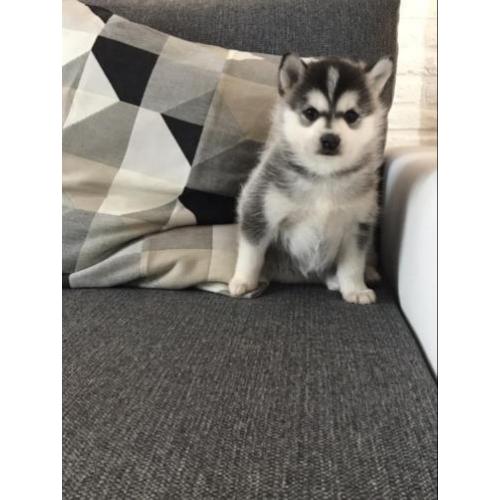 Pomsky F1 pups