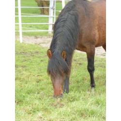 Bijzonder gangenpaard; Andalusier x peruaanse paso
