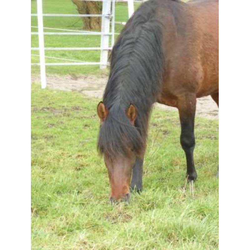 Bijzonder gangenpaard; Andalusier x peruaanse paso
