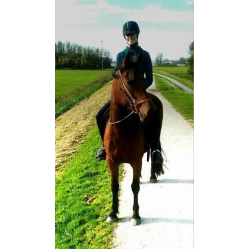 Prachtige 4-jarige merrie Fries x Arabier