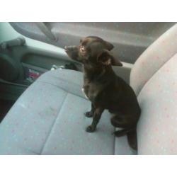 Chihuahua reutje met paspoort 5 jaar