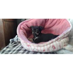 erg mooi langhaar chihuahua pupje nu 350 euro !