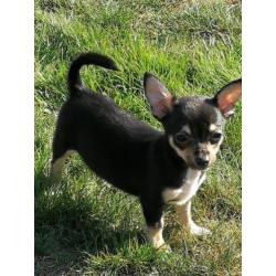 Chihuahua