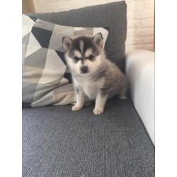 Pomsky F1 pomsky offthehill