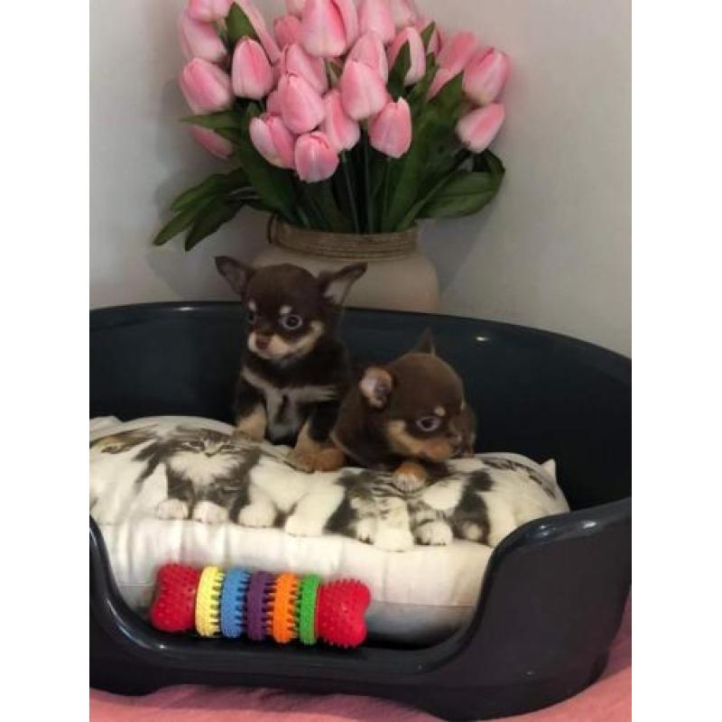 chihuahua pups