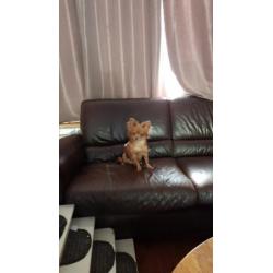 chihuahua reu lilac fawn 8 maanden