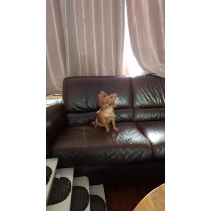 chihuahua reu lilac fawn 8 maanden