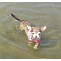 Chihuahua gesteriliseerd teefje van 7 jr