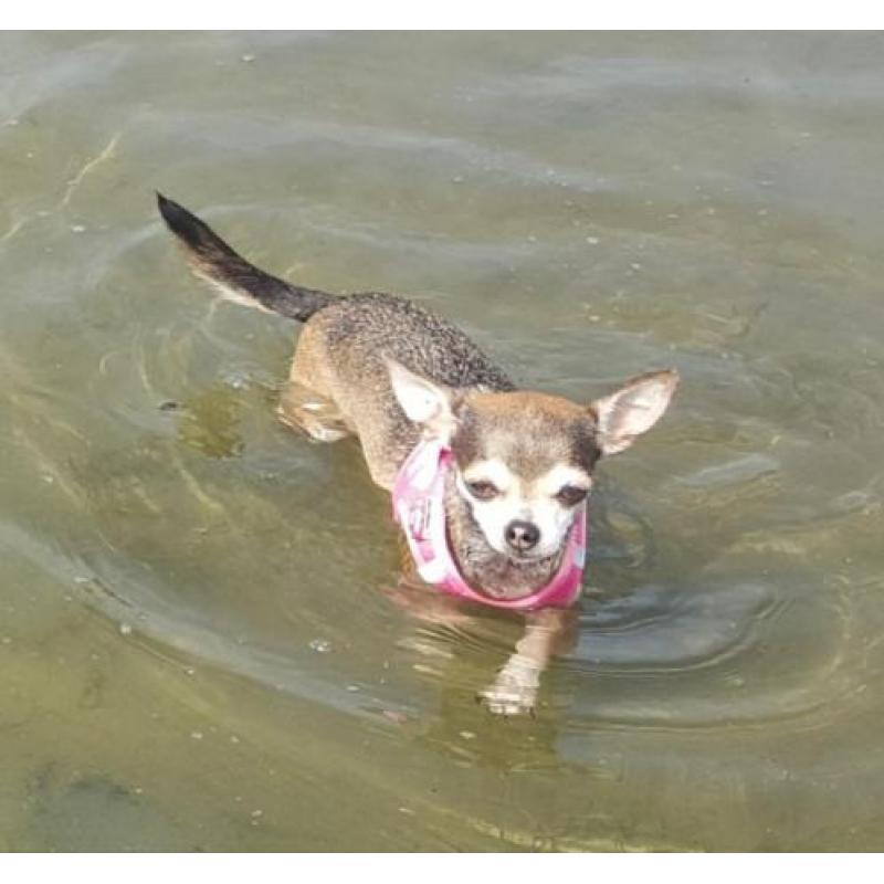 Chihuahua gesteriliseerd teefje van 7 jr