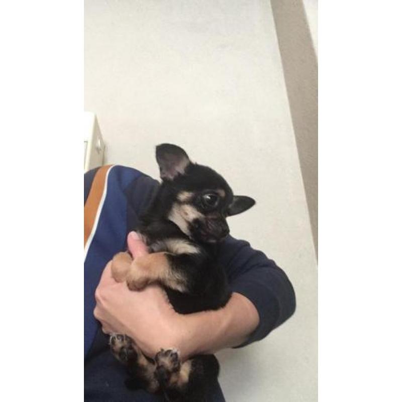 Chihuahua pup