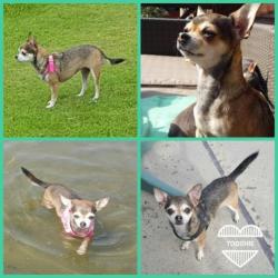 Chihuahua gesteriliseerd teefje van 7 jr