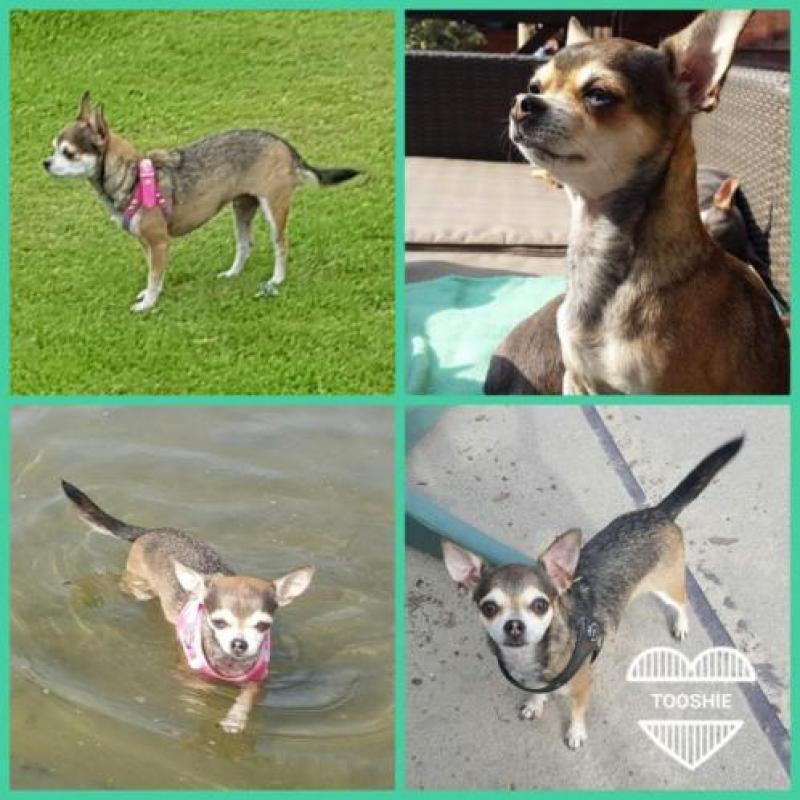 Chihuahua gesteriliseerd teefje van 7 jr