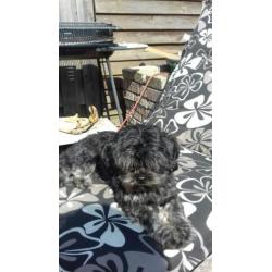 Puppy's worden volgende maand geboren