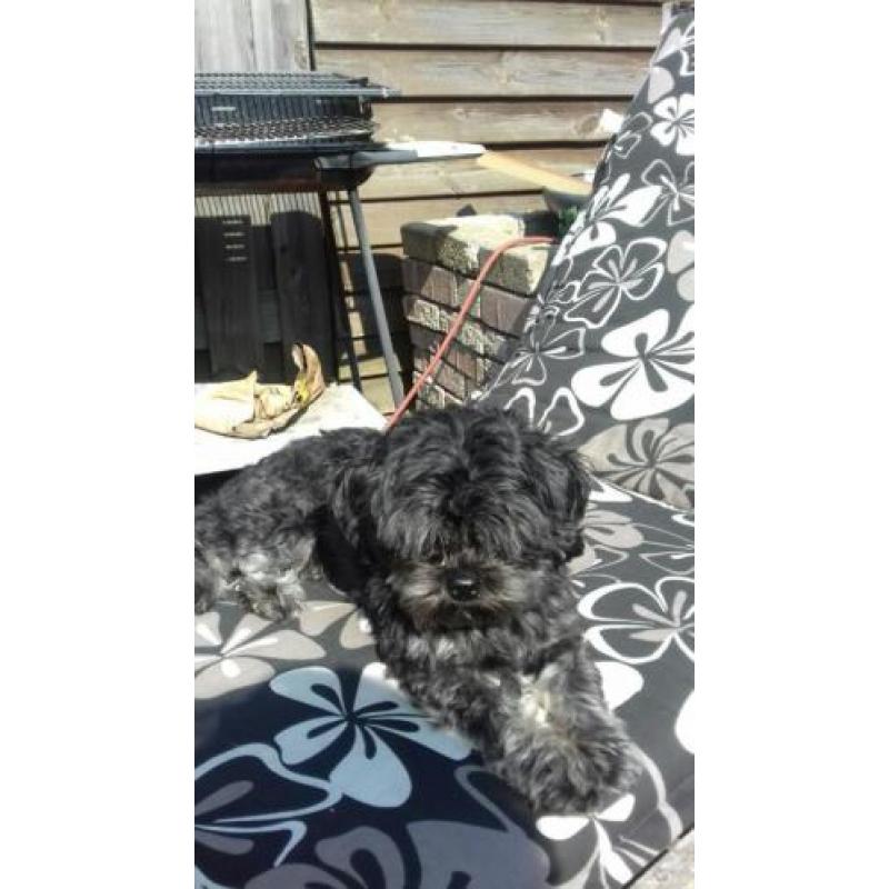 Puppy's worden volgende maand geboren