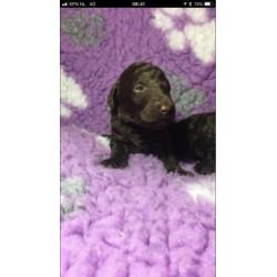 Schitterende bruine grote poedel pups