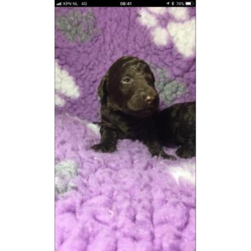 Schitterende bruine grote poedel pups