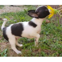chihuahua pups