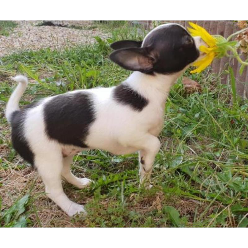 chihuahua pups