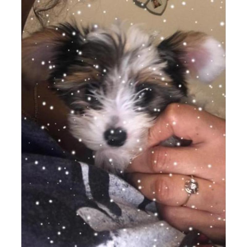 Sweet "Pilly" raszuiver Bieuwer Yorkshire terrier