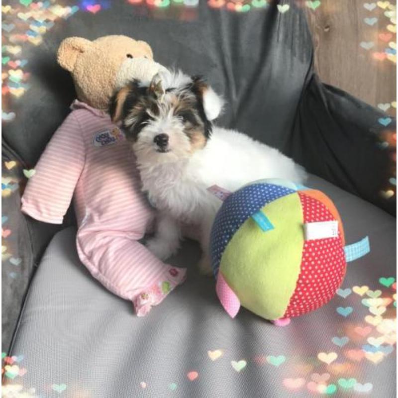 Sweet "Pilly" raszuiver Bieuwer Yorkshire terrier