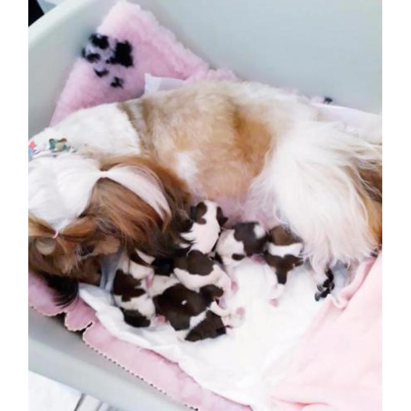 Shih tzu Puppies