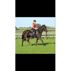 Recreatie merrie te koop