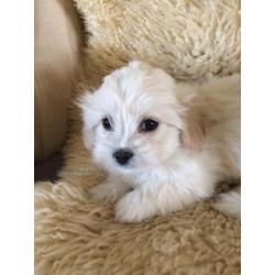 Kleinblijvende Boomer pups