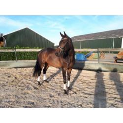 Knappe goed bewegende 6jarige dressuurmerrie