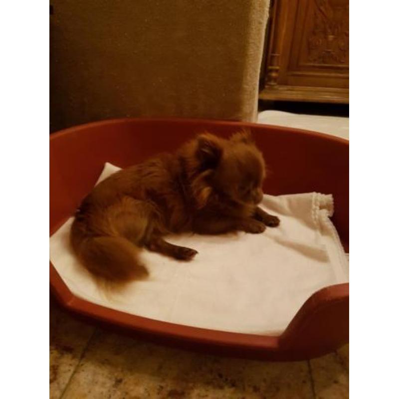 Te koop prachtig chihuahua reutje ! MET FCI STAMBOOM .