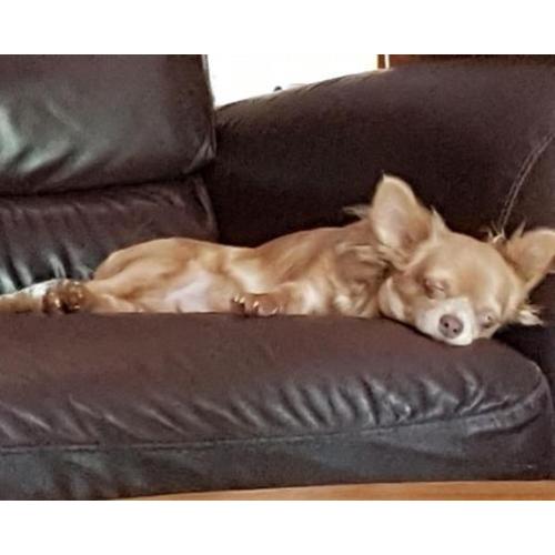 chihuahua reu lilac fawn 8 maanden