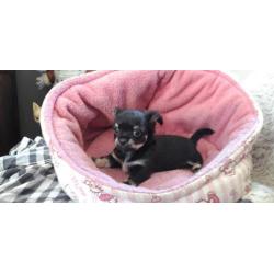 erg mooi langhaar chihuahua pupje nu 350 euro !