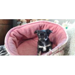 erg mooi langhaar chihuahua pupje nu 350 euro !