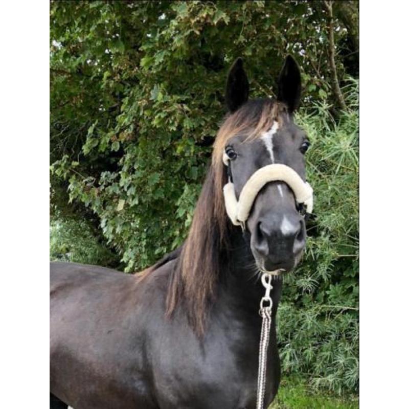 4 jarige zwarte tuigpaard merrie