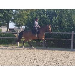 Mooie allround rijpaard. NRPS.