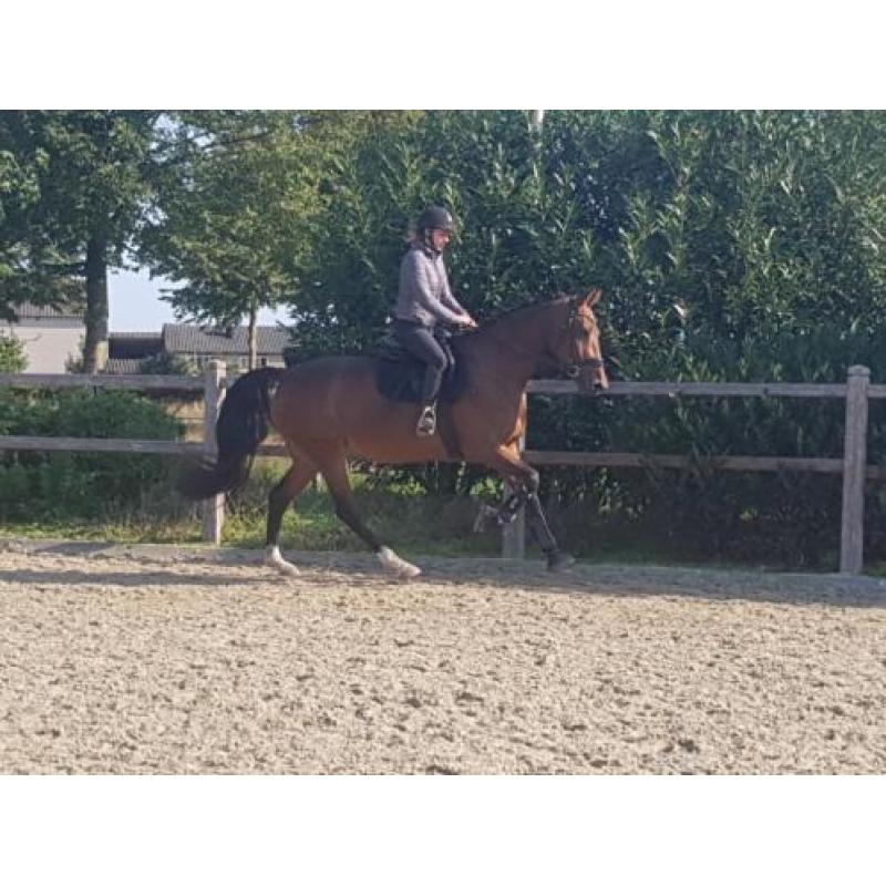 Mooie allround rijpaard. NRPS.